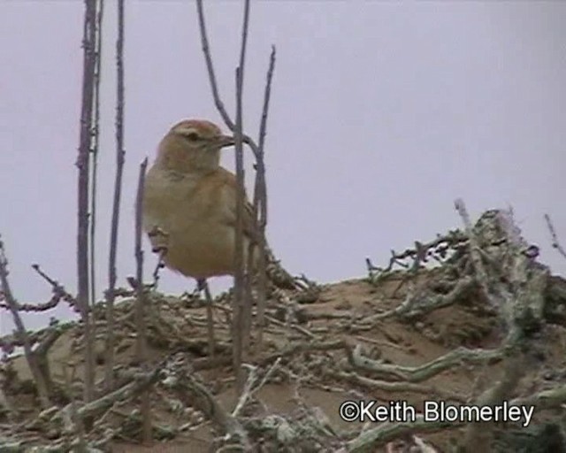 Kumul Toygarı (erythrochlamys) - ML201035331