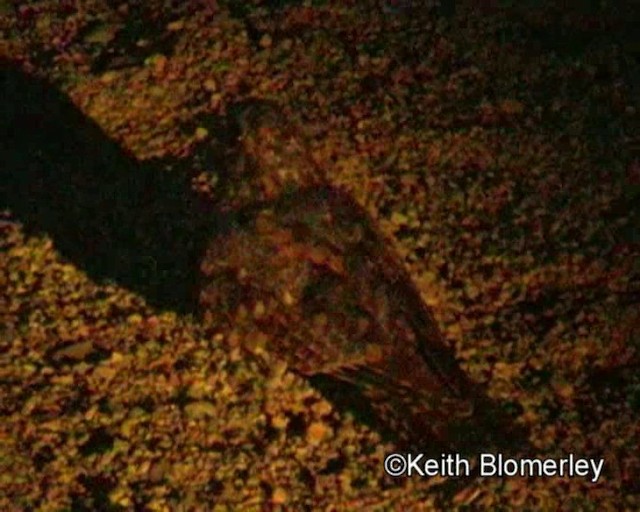 Freckled Nightjar - ML201035341