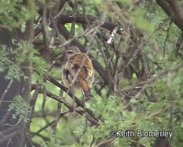 Kalahari Scrub-Robin - ML201035351