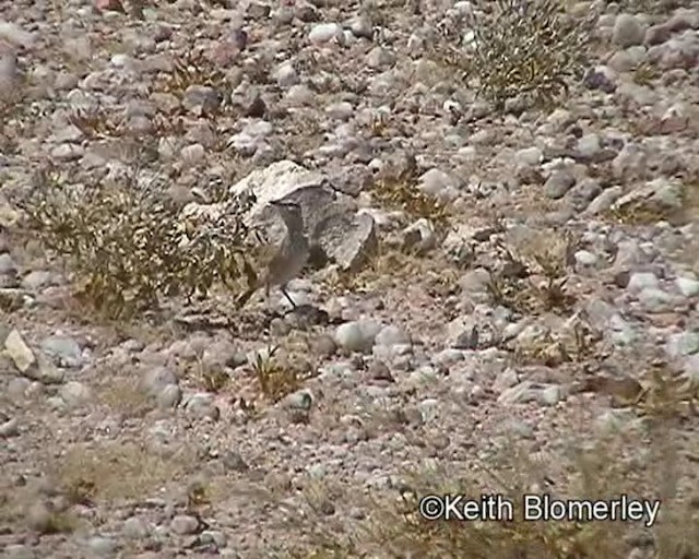 Karoo Long-billed Lark (Benguela) - ML201035361