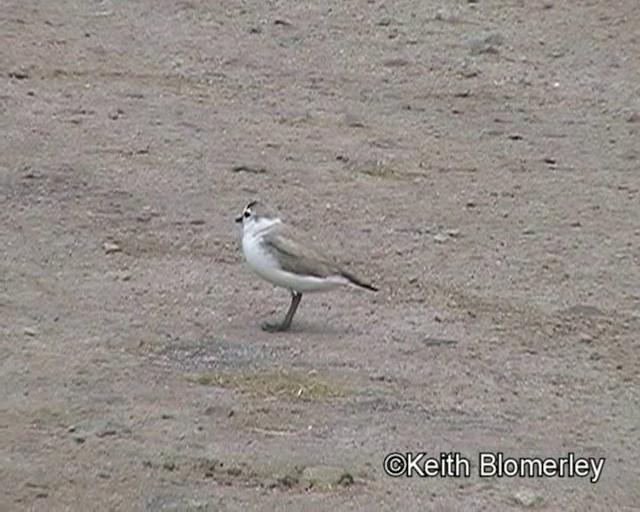 Chorlitejo Frentiblanco - ML201035371