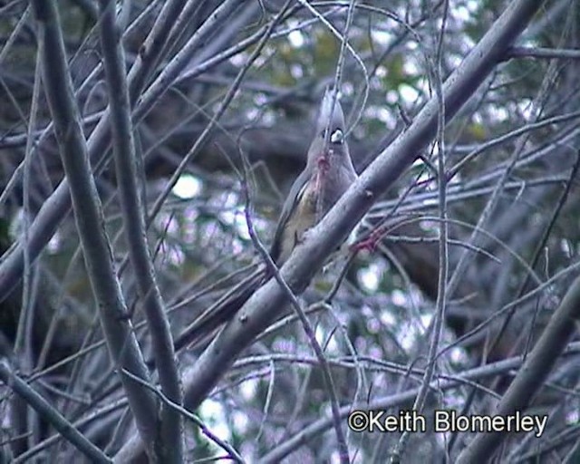 White-backed Mousebird - ML201035391