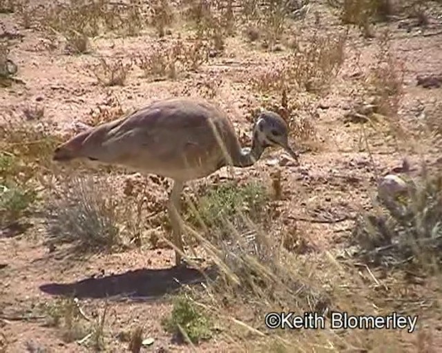 Rüppell's Bustard - ML201035401