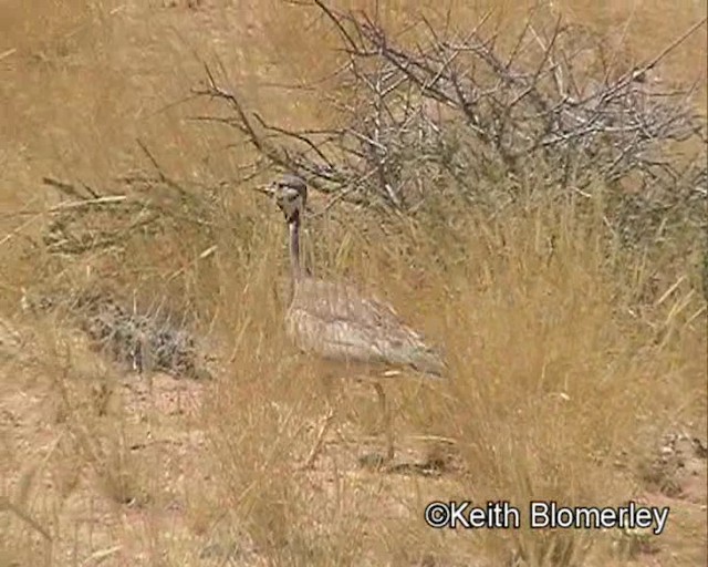 Sisón de Damaraland - ML201035411