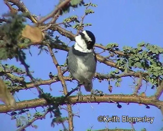 White-tailed Shrike - ML201035431