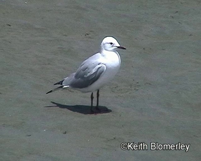 Mouette de Hartlaub - ML201035461