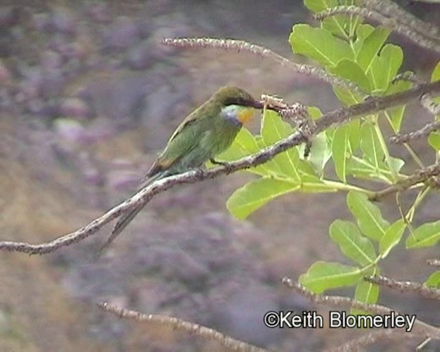Swallow-tailed Bee-eater - ML201035471