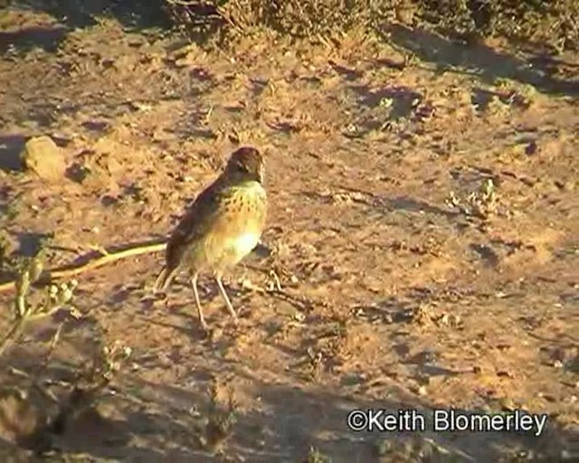 Eastern Clapper Lark - ML201035481