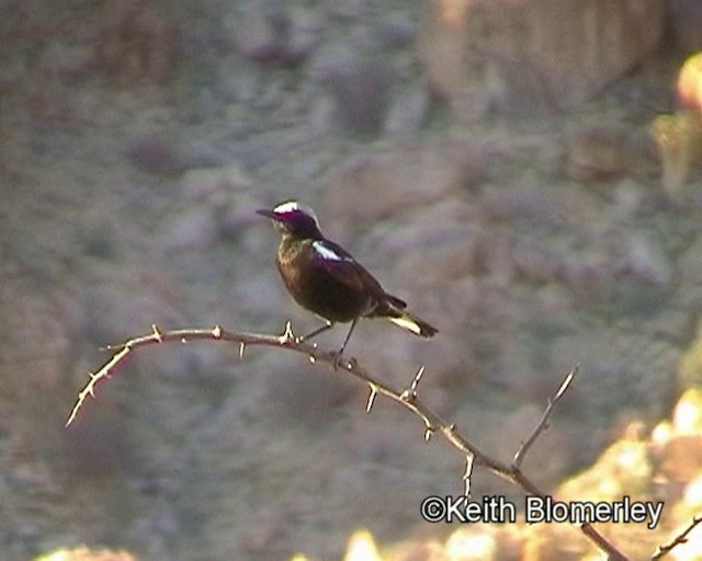 Mountain Wheatear - ML201035511