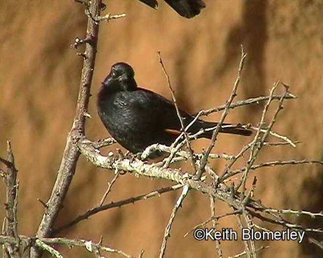 Pale-winged Starling - ML201035521