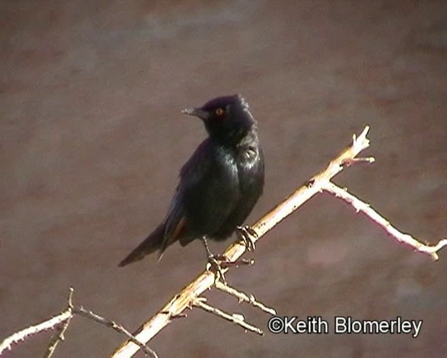 Pale-winged Starling - ML201035531