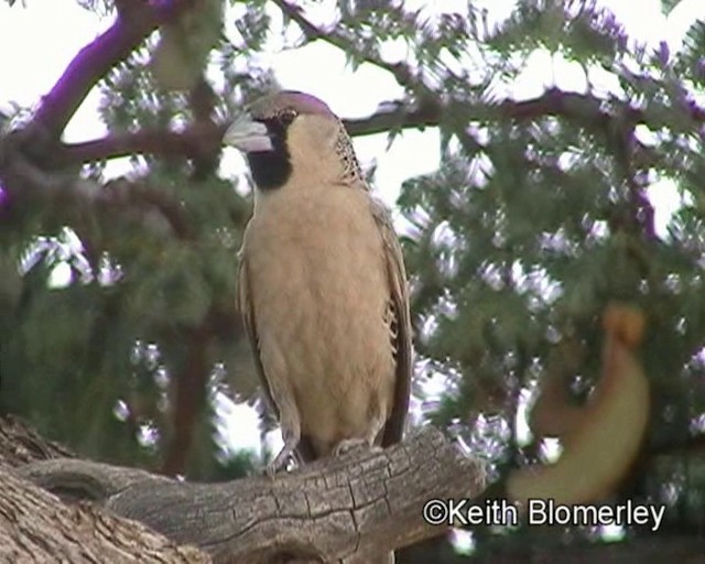 Sociable Weaver - ML201035551