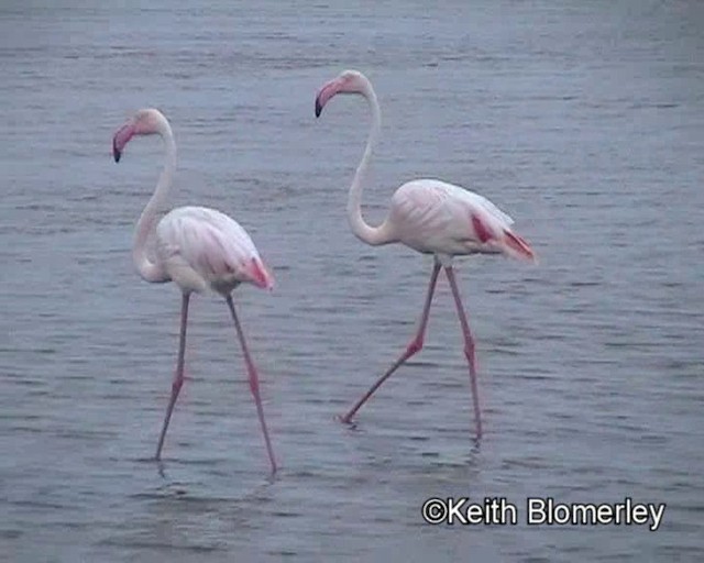 Greater Flamingo - ML201035561