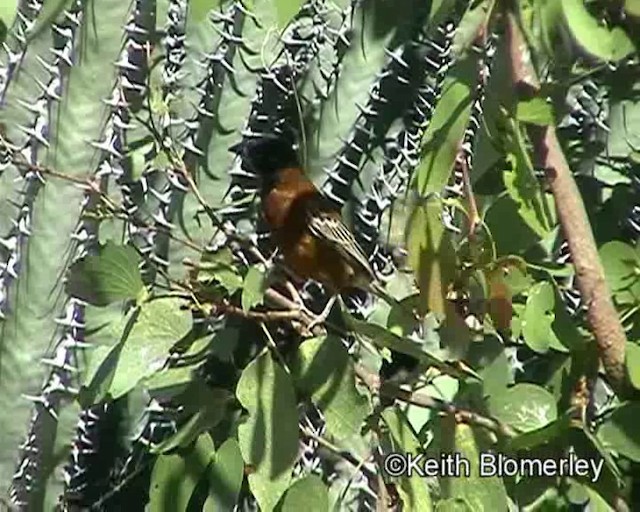 Chestnut Weaver (Benguela) - ML201035581