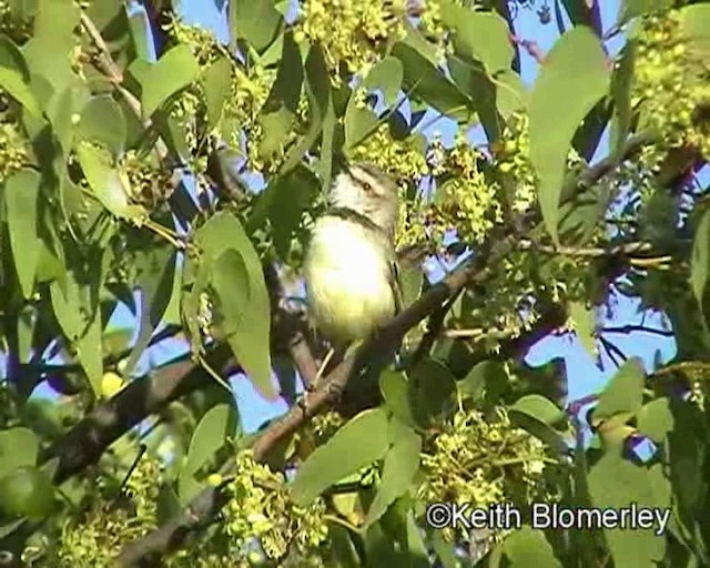 Prinia à plastron - ML201035591