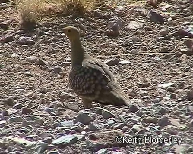 Namaqua Sandgrouse - ML201035601