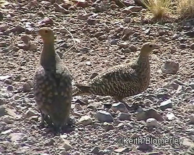 Namaqua Sandgrouse - ML201035611