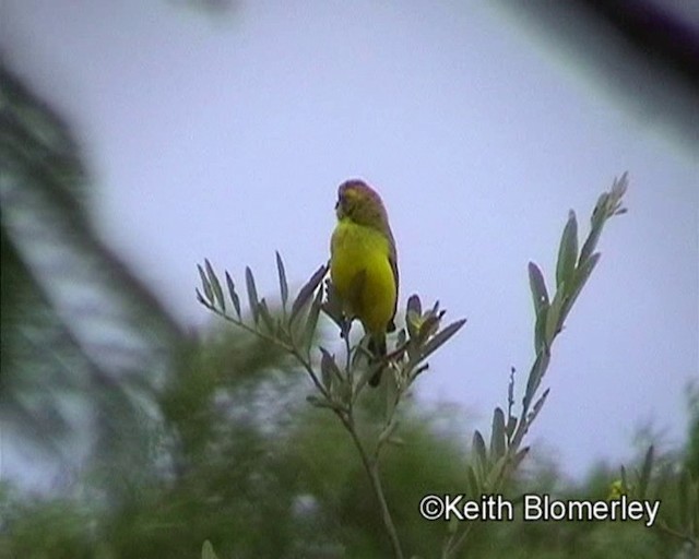 Yellow Canary - ML201035631