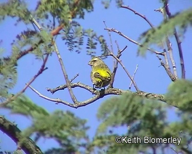 Yellow Canary - ML201035641