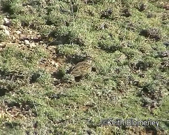 Pink-billed Lark - ML201035651