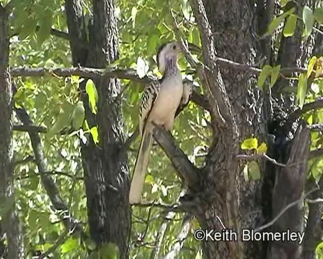 Southern Red-billed Hornbill - ML201035681