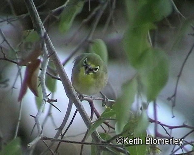 Orange River White-eye - ML201035701