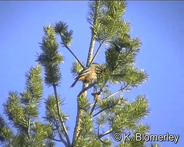 Siberian Jay - ML201035821