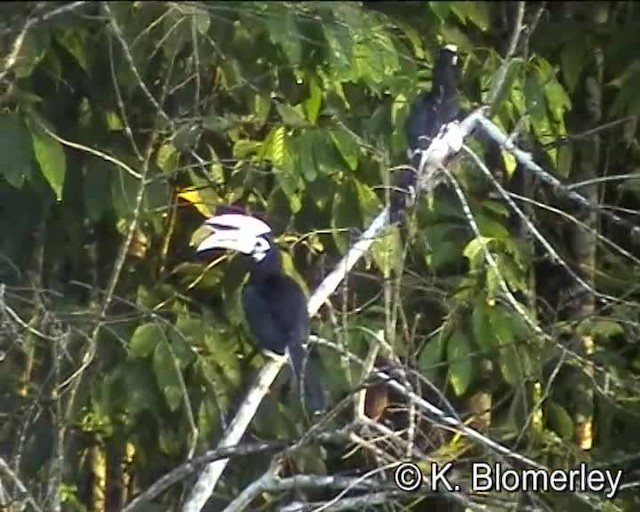 Oriental Pied-Hornbill - ML201035901