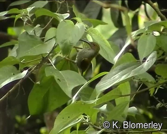 Borneospinnenjäger - ML201035911