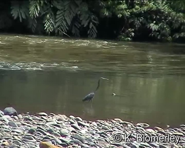 Great-billed Heron - ML201035931