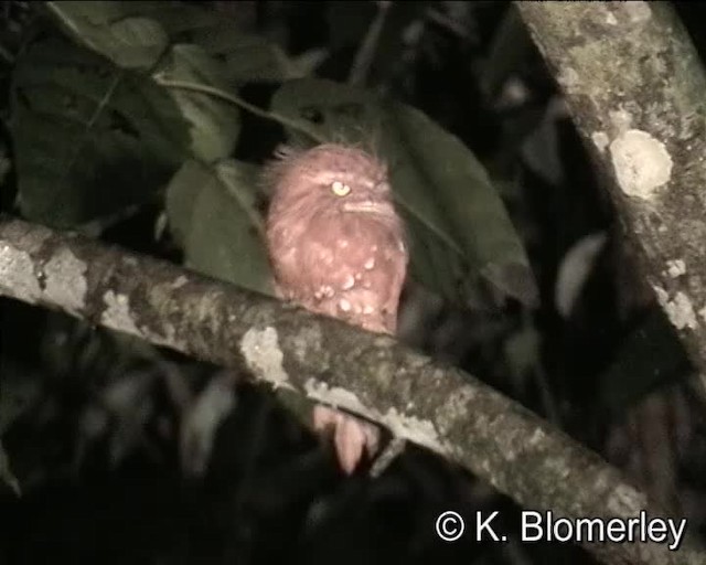 Blyth's Frogmouth (Blyth's) - ML201035981