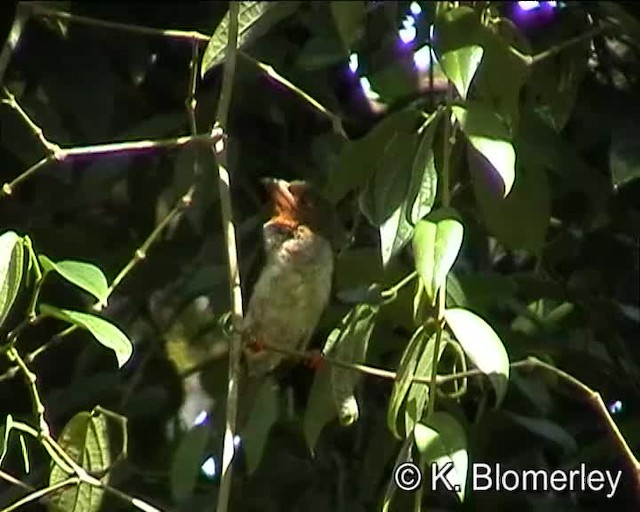 barbet hnědý - ML201036001