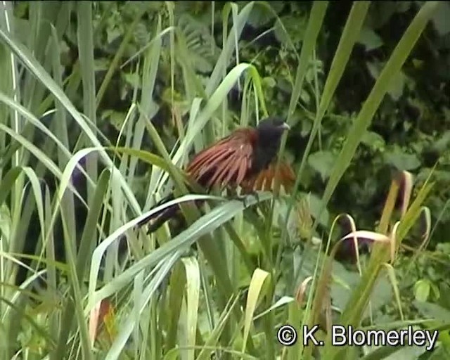 褐翅鴉鵑(sinensis群) - ML201036011