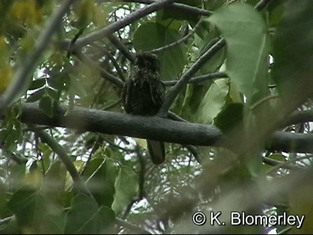 Savanna Nightjar - ML201036021