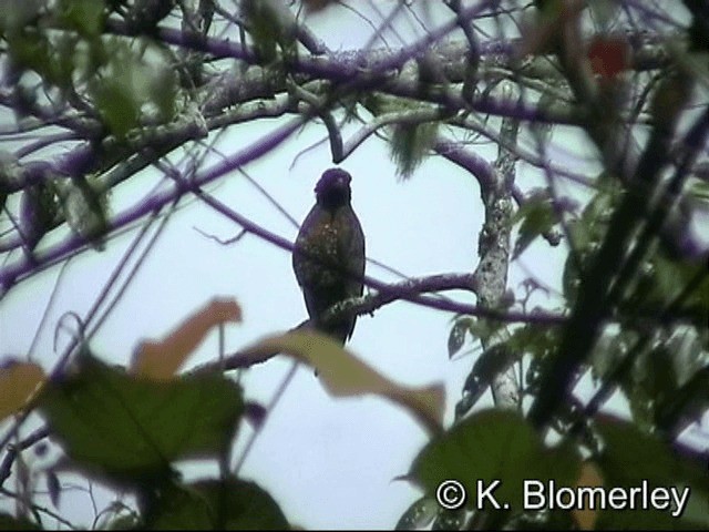 スラウェシチュウヒワシ - ML201036041