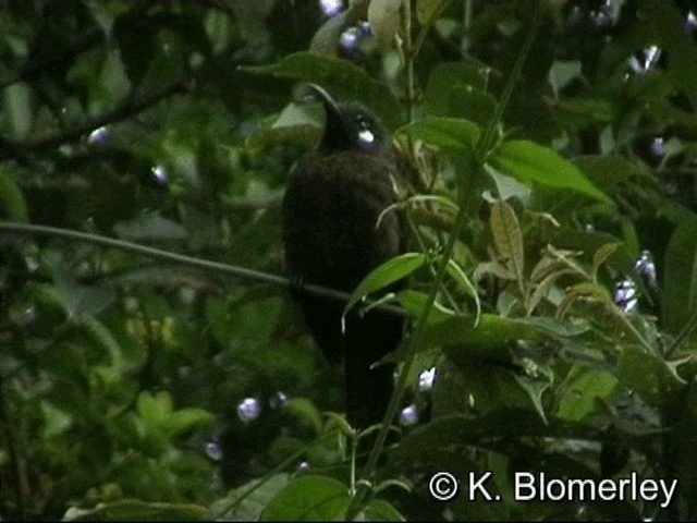 White-eared Myza - ML201036101