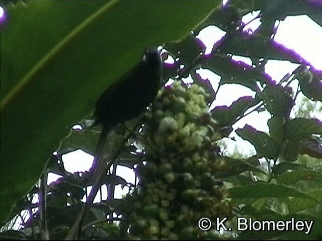 White-eared Myza - ML201036111