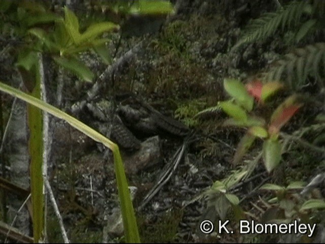 Diabolical Nightjar - ML201036151