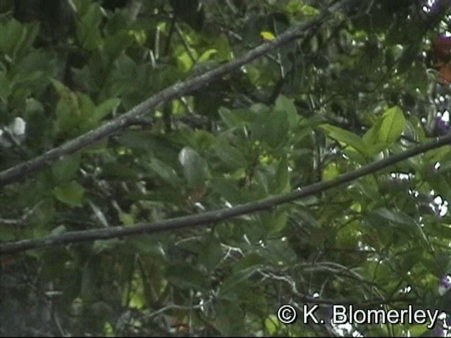 Purple-bearded Bee-eater - ML201036161