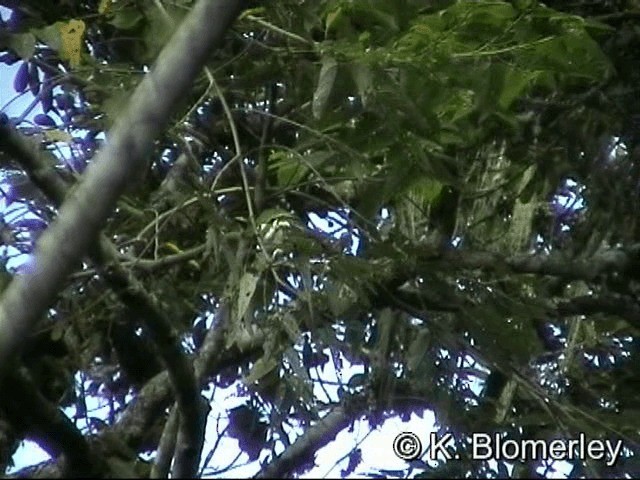 Superb Fruit-Dove (Western) - ML201036171