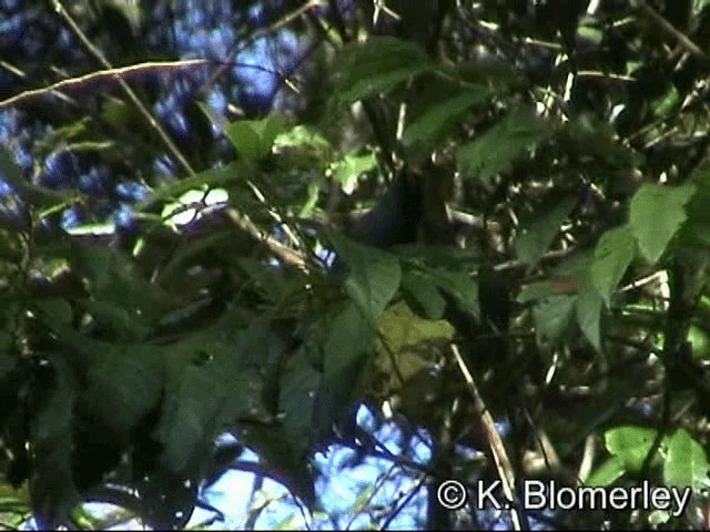 Fiery-browed Myna - ML201036201