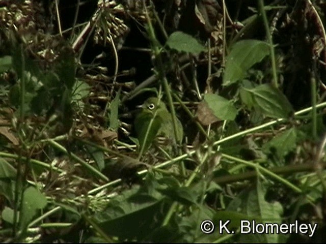 Lemon-bellied White-eye - ML201036271