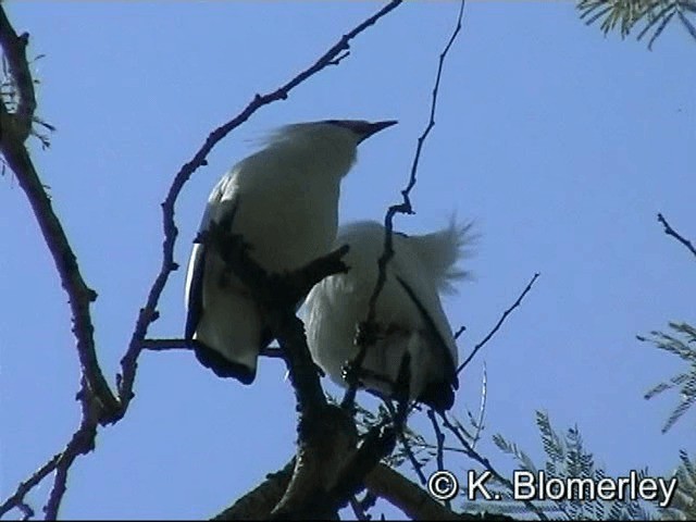 Bali Myna - ML201036281