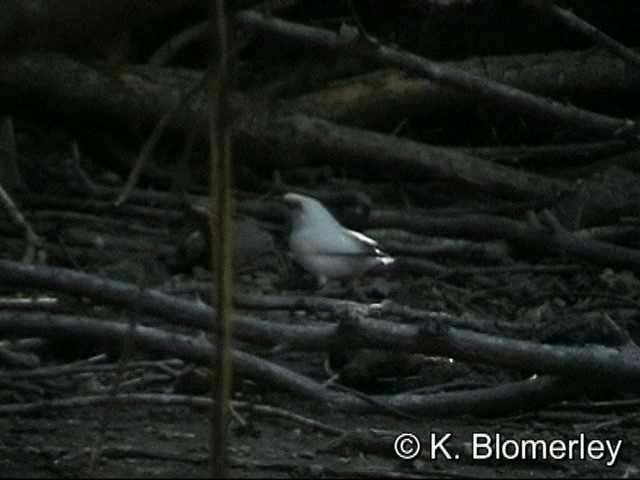 Bali Myna - ML201036301