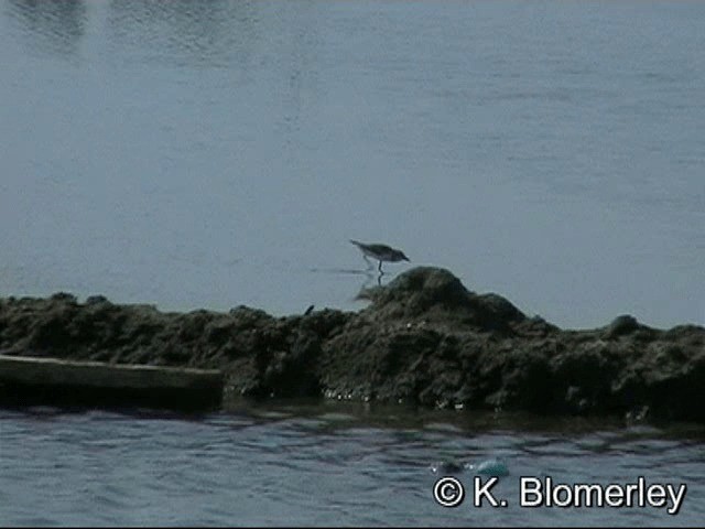 Javan Plover - ML201036311