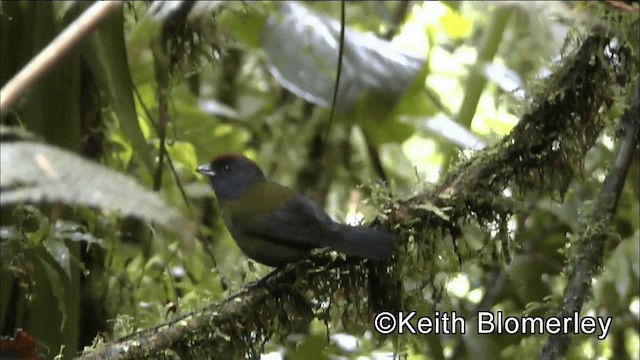 Olive Finch - ML201036441