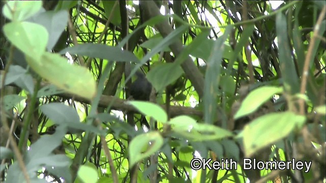 Santa-Marta-Tapaculo - ML201036471