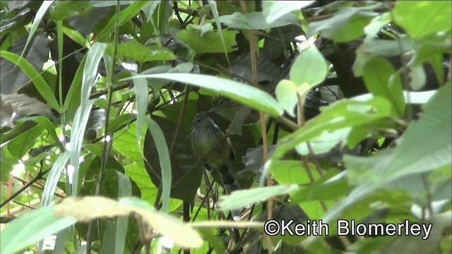 Santa Marta Antbird - ML201036481