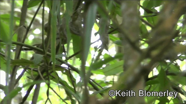 Santa Marta Antbird - ML201036491