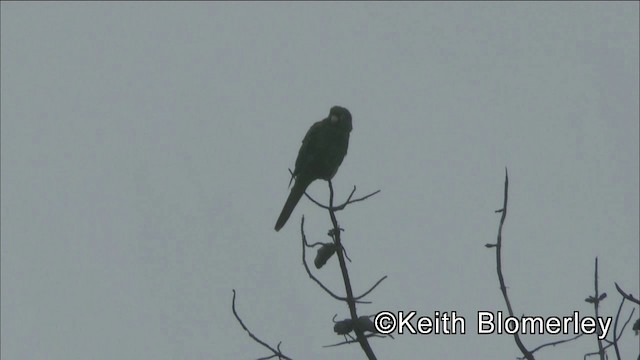 Conure de Santa Marta - ML201036521